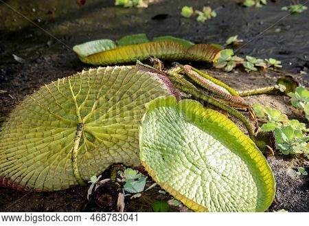 The Leaf Of The Giant Water Lily (victoria Cruziana). Here From The Lower Side, What Else Floats On 