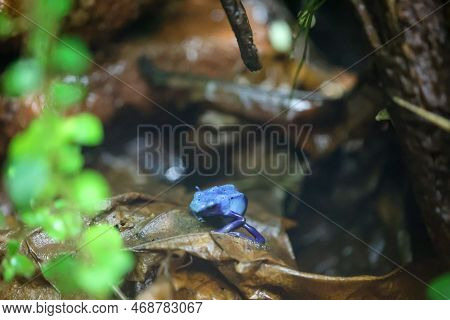 A Poison Arrow Frog In A Very Humid Climate Controlled Terrarium.