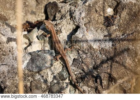 A Female Sand Lizard On A Stone. Each Fence Lizard Has A Different Dorsal Marking.