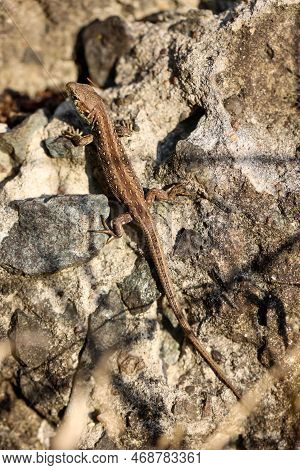 A Female Sand Lizard On A Stone. Each Fence Lizard Has A Different Dorsal Marking.