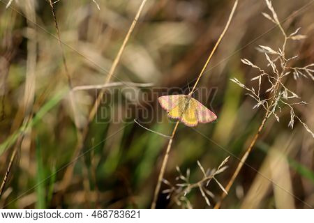 Portrait Of A Red Banded Moth In The Grass Of A Meadow. A Butterfly In A Meadow, Meadow Plant. Beaut