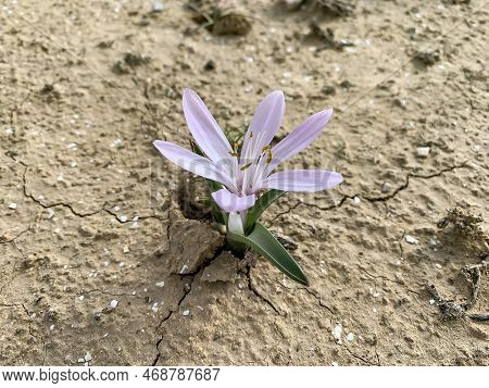 Flowering Of Colchicium (lat. - Colchicum Ritchii) In The Winter In The Negev Desert