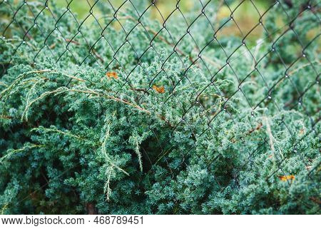 Juniperus Squamata Blue Swede Growing By Net Fence