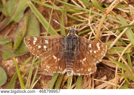 Natural Closeup On The Red-underwing Skipper Butterfly, Spialia Sertorius, Sitting On The Ground Wit
