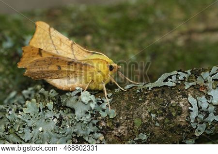 Natural Closeup On The Yellow Canary-shouldered Thorn Geometer Moth, Ennomos Alniaria, Sitting On Wo