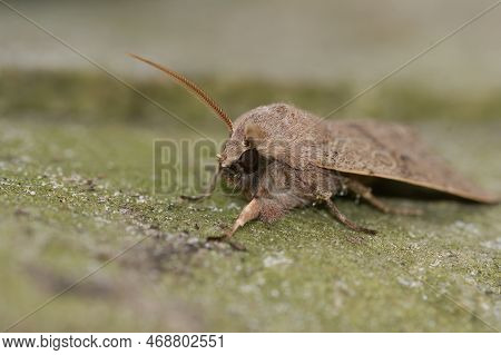 Natural Closeup On The Common Quaker Owlet Moth, Orthosia Cerasi Sitting On Wood