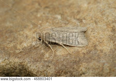 A Closeup Of The Obscure Wainscot Moth, Leucania Obsoleta On A Stone In The Garden