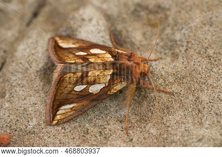 Closeup On The Colorful Goldspot Owlet Moth, Plusia Festucae, Sitting On A Stone