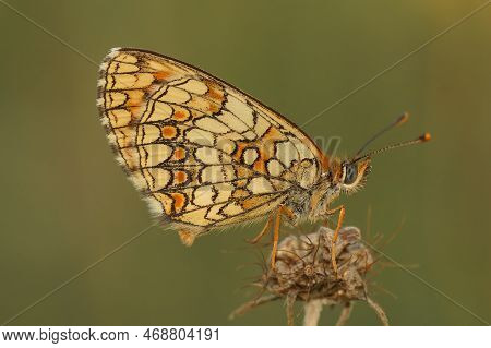 Natural Closeup On The Mediterranean Blue-eyed Provincal Fritillary Butterfly,melitaea Deione, Sittn