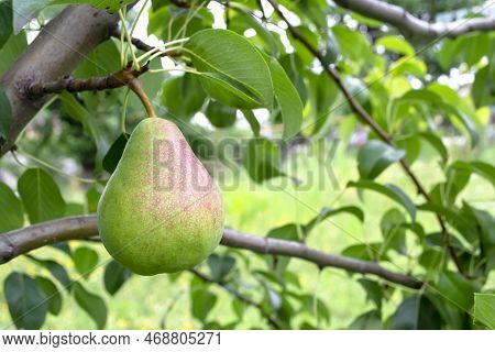 Pear On A Tree. Fruits On The Pear Tree. Autumn Fruits On A Varietal Pear.
