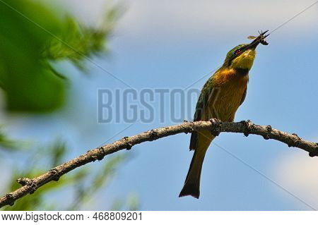 Various Very Beautiful Colorful Birds In Africa