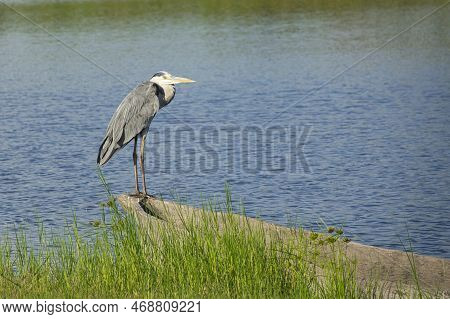Various Very Beautiful Colorful Birds In Africa