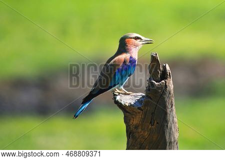Various Very Beautiful Colorful Birds In Africa