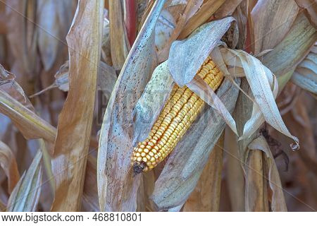 An Golden Ear Of Corn Still On A Stalk Waits To Be Harvested For Grain.