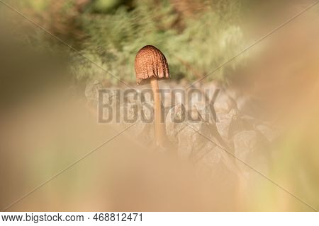 Pine Cone Mycenae. Grows On Fallen Pine Cones In Pine Forests.
