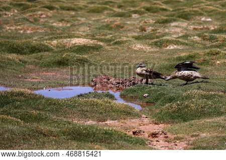 Pair Of Ducks, Puna Argentina. High Quality Photo