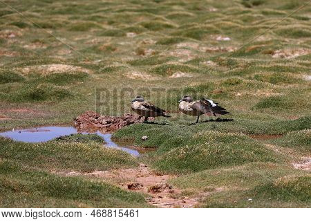 Pair Of Ducks, Puna Argentina. High Quality Photo