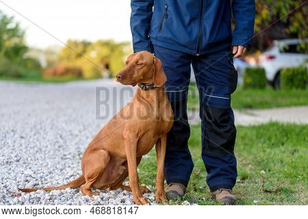 Adult Hungarian Or Magyar Vizsla Or Smooth-haired Vizsla.