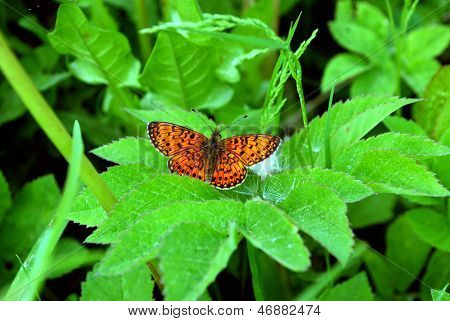 Lyse sommerfugl