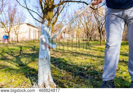 Farmer Use Brush, Whitewashing Fruit Trunk As Method Of Heat Protection Of Sun, Slows Down Vegetatio
