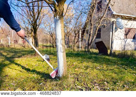 Farmer Use Brush, Whitewashing Fruit Trunk As Method Of Heat Protection Of Sun, Slows Down Vegetatio