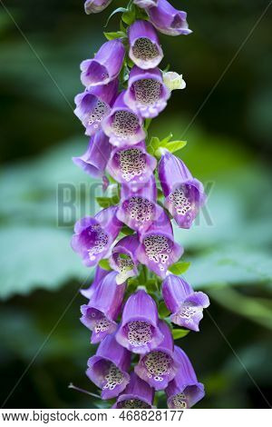 Digitalis Purpurea Dedadeloa Violet Purpura In Bloom In Spring In Portrait