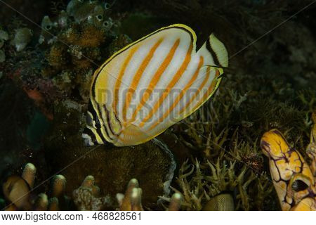 Ornate Butterflyfish (chaetodon Ornatissimus) On A Coral Reef In Raja Ampat, Indonesia.