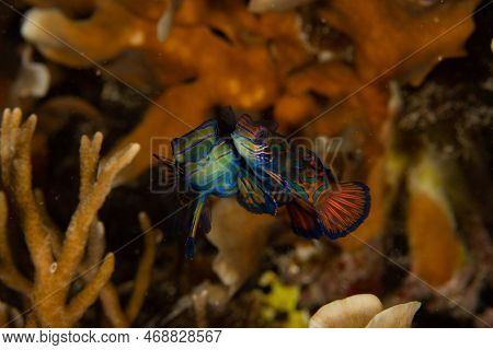 Pair Of Mandarinfish (synchiropus Splendidus) Mating On A Coral Reef In Raja Ampat, Indonesia.