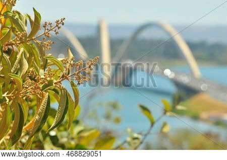 Nature Near Jk Bridge In Brasilia, Brazil - Bridge, Lake And Foliage