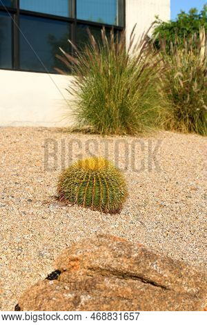 Barrel Cactus Placed As A Focal Point Of Front-yard Xeriscaped Grounds In Phoenix, Arizona
