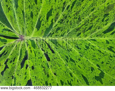 Black, White, Green, Variagated Pattern On The Alocasia Or Colocasia Leaf, Beautiful Background Imag