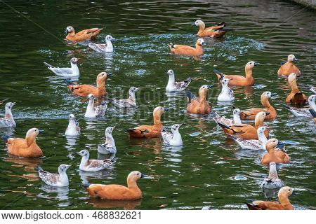 A Flock Of Shelducks And Seagulls Swim In The Water. Group Of Common Shelducks, Tadorna Tadorna, And