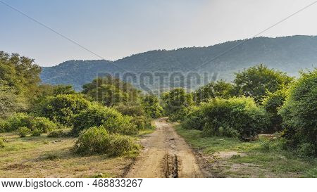 A Dirt Safari Road Runs Through The Jungle. Ruts Are Visible On The Soil. There Are Lush Bushes And 