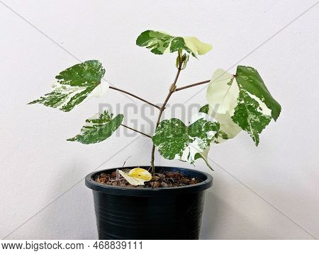 Thespesia Populnea Variegated In A Black Pot And White Background