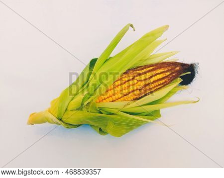 Maize-cob Sweet Corn On The Cob Yellow Organic Fresh Sweetcorns Zea Mays Makka Bhutta Closeup Mazorc
