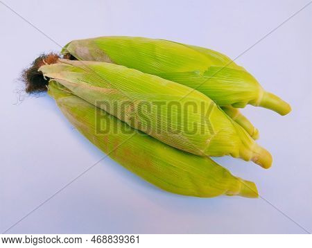 Unpeeled Maize Cobs Sweet Corn On The Cob Pile Yellow Organic Whole Fresh Sweetcorns Zea Mays Makka 