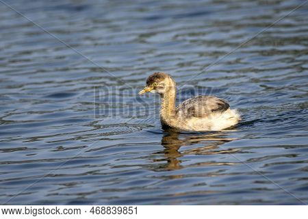 Little Grebe Or Tachybaptus Ruficollis Bird Closeup Or Portrait Floating Alone In Natural Blue Shall