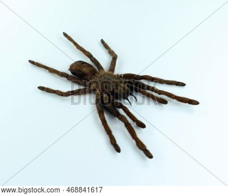 Giant Black Spider Tarantula Isolated On White. Erypelma Spinius Macro Close Up, Arachnidae, Collect