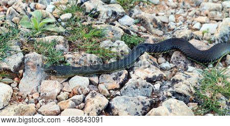 Big Black Snake On Road In Mountains Closeup, Reptiles Of Spain, Alicante