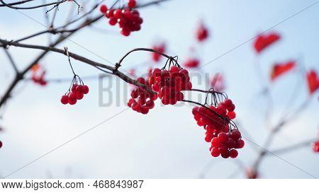 Ripe Bunches Of Viburnum Ordinary Viburnum Opulus Are On Blurred Background. Beautiful Autumn Backgr