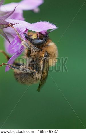 Natural Closeup On A Male Fork-tailed Flower Bee, Anthophora Furcata Hanging On A Purple Flower Of H