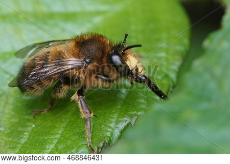 Natural Closeup On A Male Fork-tailed Flower Bee, Anthophora Furcata Sitting On A Green Leaf Cleanin