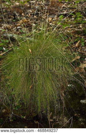 Helictotrichon Plant In Chestnut Forest Humid Mediterranean Attlantic Forest