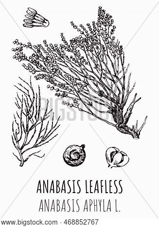 Vector Drawings Of Anabasis Leafless. Hand Drawn Illustration. Latin Name Anabasis Aphyla L.