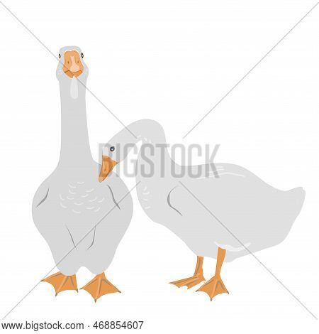 Pair Of Female And Male Goose Isolated On White Background, Geese Couple In Flat Style. Vector Illus