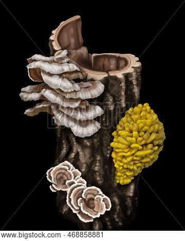 Watercolor Realistic Yellow Mushrooms. Mushrooms Growing On The Tree. Laetiporus Sulphureus Is A Spe