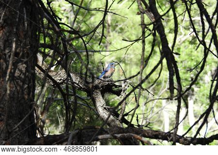 A Western Bluebird Perched In A Pine Forest On The Southern Rim Of The Grand Canyon, Northwestern Co