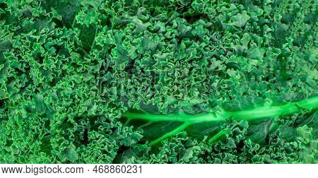 Kale Leaf Salad Vegetable As A Background. Texture Of Cole Salad  Closeup.