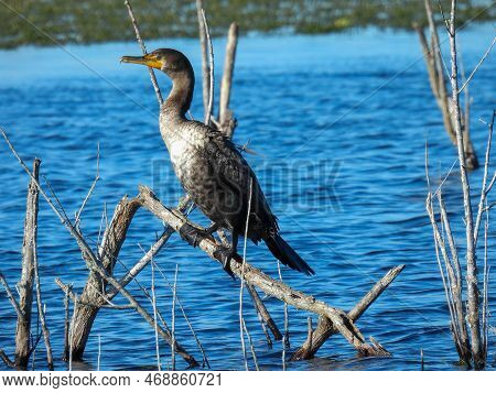 Double-crested Cormorant At The Lake Apopka Wildlife Refuge In Florida