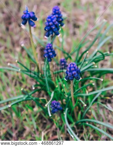 Blossoming Muscari, Wild Spring Primroses In Cape Alchak In Spring. Crimea